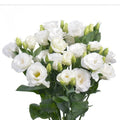 White Lisianthus Flowers Plug 3-5 Inch Eustoma grandiflorum Well Rooted for Gardens & Containers