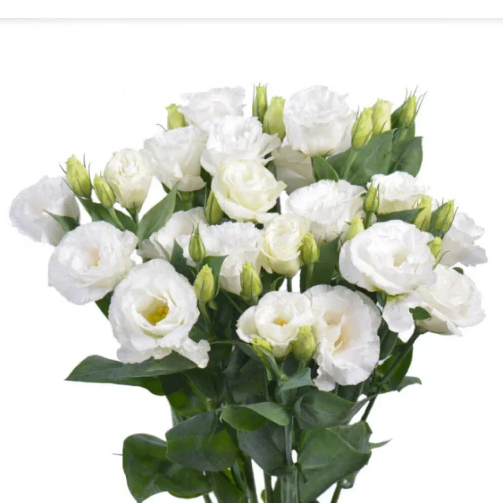 White Lisianthus Flowers Plug 3-5 Inch Eustoma grandiflorum Well Rooted for Gardens & Containers
