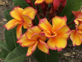 Bright Yellow Plumeria Seeds - 5 Perennial Flower Seeds - Plumeria rubra - Tropical Garden, Fragrant Blooms, Easy to Grow