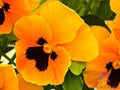 200+ Orange Blotch Pansy Seeds | Viola tricolor var. hortensis | Garden Flower for Borders & Containers