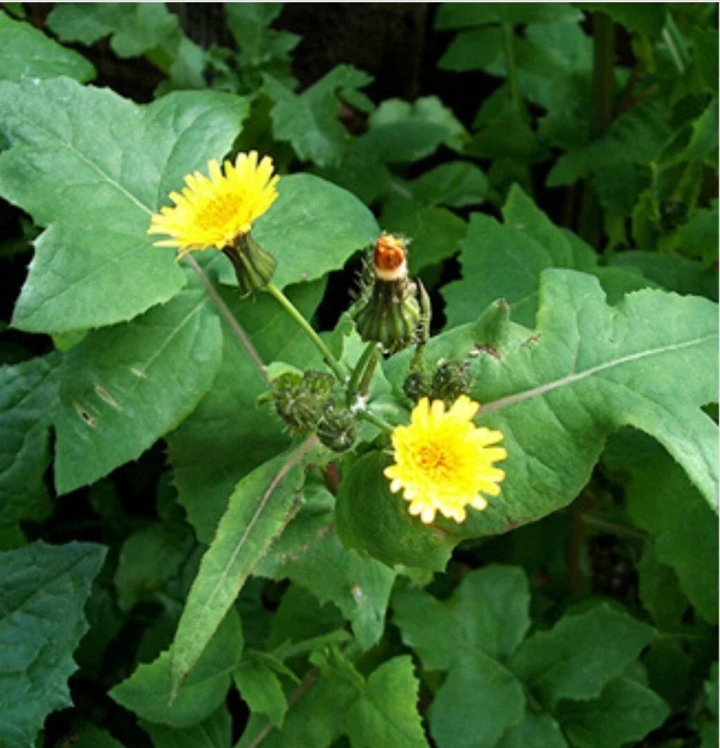 Smooth Sowthistle Seeds - Organic Non-GMO Medicinal Herb Seeds for Herbal Remedies, Sonchus oleraceus, 30 Pack