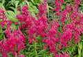 Penstemon Seeds 150 Count Neon Scarlet Penstemon barbatus Easy to Grow Pollinator Attracting