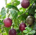 Purple Passionfruit Live Plant – 4-6 Inches Tall – Passiflora edulis – Climbing Vine – No Pot Shipped