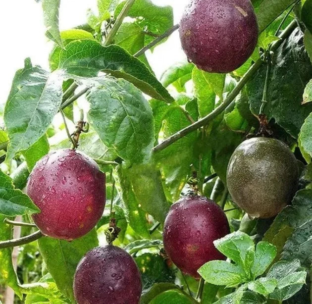 Purple Passionfruit Live Plant – 4-6 Inches Tall – Passiflora edulis – Climbing Vine – No Pot Shipped