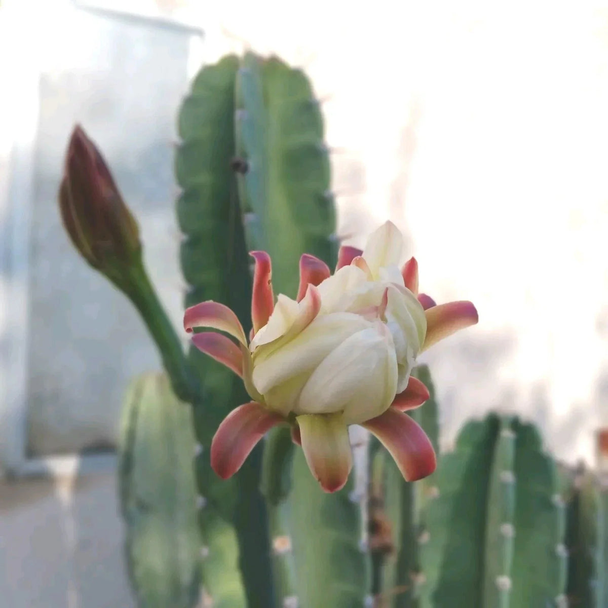 Cereus Peruvianus Cuttings - 6-8 Inch Peruvian Apple Cactus Set of 2