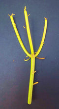 Euphorbia Tirucalli Cuttings | Pencil Cactus Plant | Fire Stick Succulent Propagation | Drought-Tolerant Indoor & Outdoor