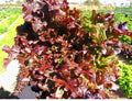 Red Salad Bowl Lettuce Seeds - Heirloom Loose Leaf, Non-GMO, Vibrant Red & Green, Lactuca sativa, 600 or 8,000 Seeds