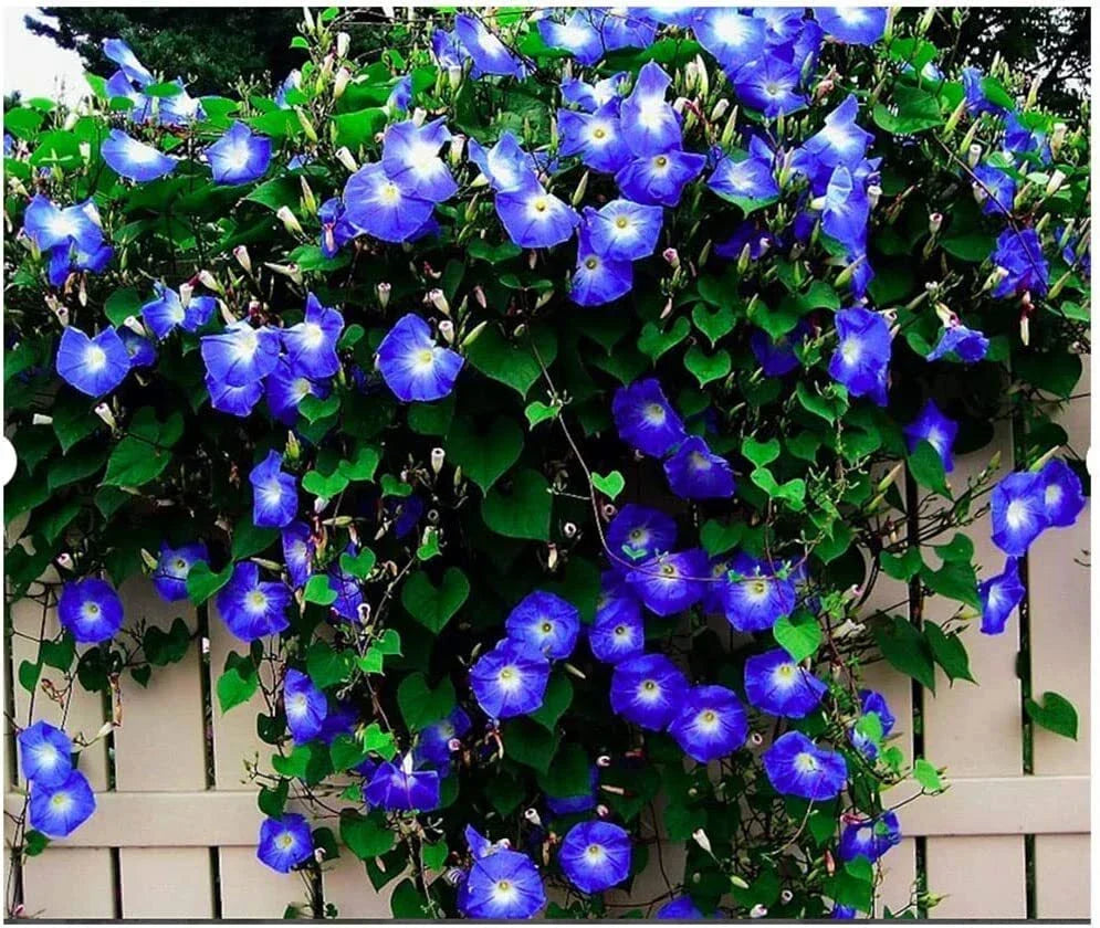 Heavenly Blue Morning Blooming Vine Seeds - Ipomoea tricolor Climbing Heirloom Seeds - Vibrant Blue Flowers for Garden, Fence, Trellis