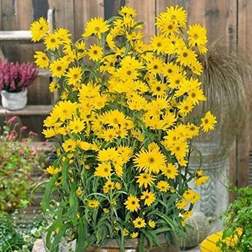 Giant Maximillian Sunflower Seeds - 500+ Helianthus maximiliani for Tall, Vibrant Garden Display