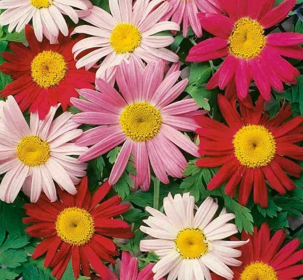 Painted Daisy Flower Seeds - 200+ Wildflower Seeds for Bees, Bellis perennis, Annual Garden Seeds