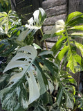 Monstera Albo Cutting - Variegated Houseplant - Monstera deliciosa 'Albo Variegata' - Rare Indoor Plant