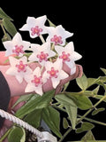 Hoya Bella Starter Plant 3" Pot - Rooted Hoya Beauty Houseplant