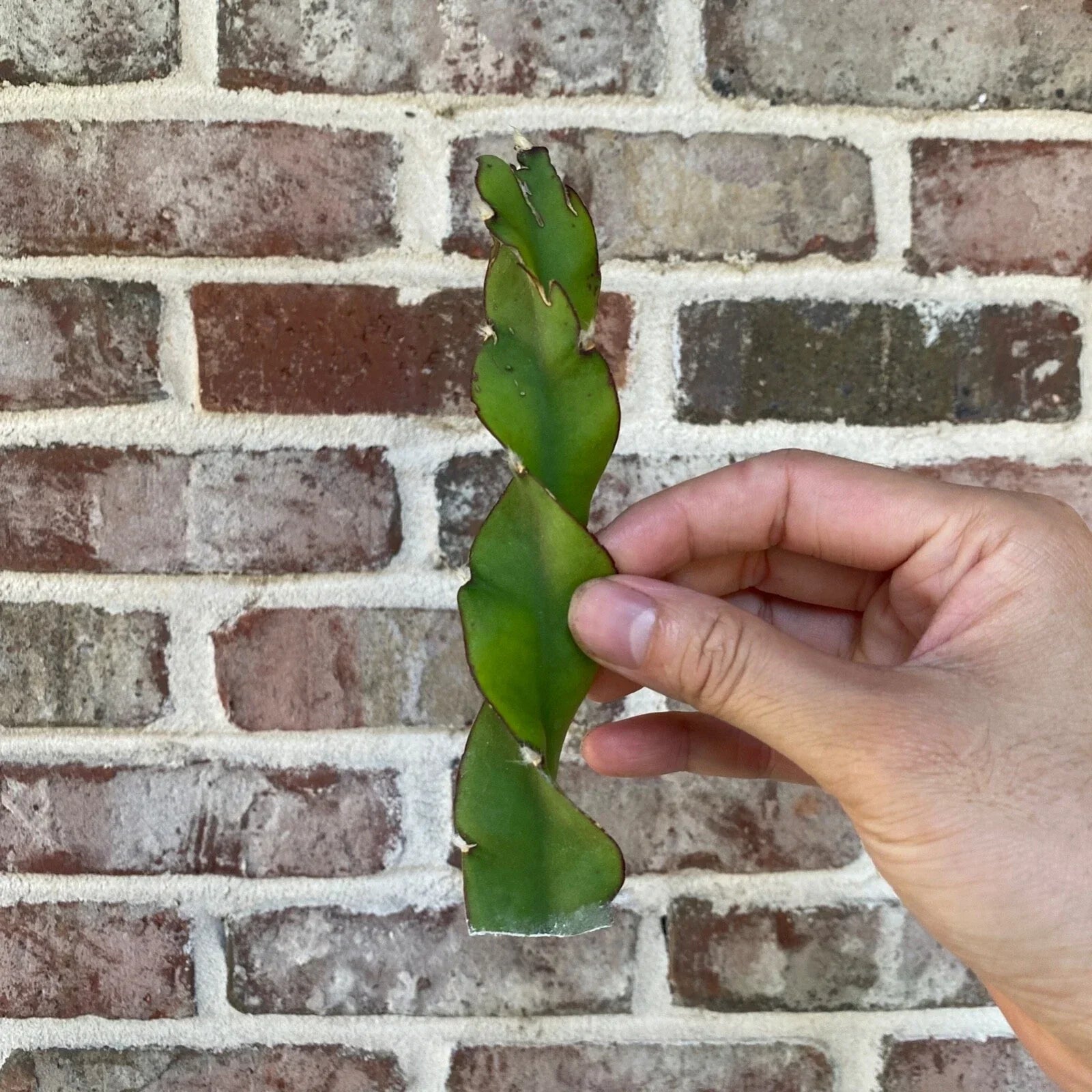 Hurricane Cactus Cutting - 6 Inch Lepismium cruciforme f. spiralis Indoor Succulent Plant