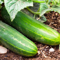 Ashley Long Cucumber Seeds - Organic Heirloom Non-GMO Pack of 50+ Cucumis sativus for Home Garden, Salad & Pickling