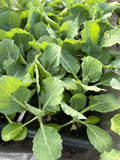 Lot of 6 Live Golden Cross Cabbage Plants – Brassica oleracea, 6 Inches, Ready for Transplanting, Non-GMO, Vegetable Garden