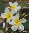Rooted Plumeria Cutting 2ft Yellow White Flowers Tropical Plant - Plumeria rubra