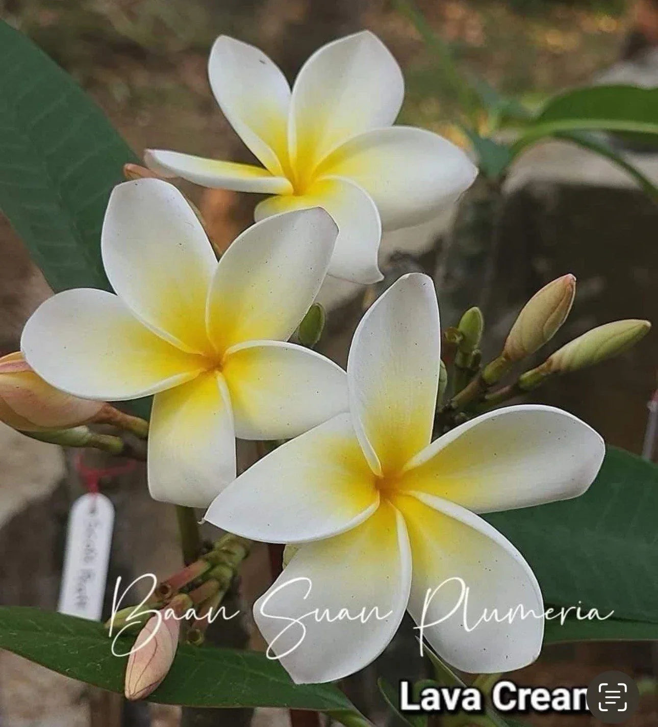 Rooted Plumeria Cutting 2ft Yellow White Flowers Tropical Plant - Plumeria rubra