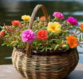 2000+ Seeds Moss Rose Double Mix Portulaca grandiflora Flower Seeds for Garden, Borders, Containers