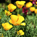 California Poppy Seeds - Chrome Queen Yellow - Sulphur Yellow Flower - Eschscholzia californica for Garden, Meadow & Container Planting
