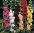 Hollyhock Seeds 60+ Count Chater's Double Mix Alcea rosea Biennial Flower Seeds for Borders & Cut Flowers