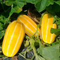 Golden Giant Korean Melon Seeds – Hybrid Cucumis melo with Yellow and White Stripes, Perfect for 2025 Planting