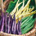 Mardi Gras Green Bean Seeds - 3 Color Mix, Phaseolus vulgaris, Bush Type, Annual Vegetable Seeds for Garden & Container Planting