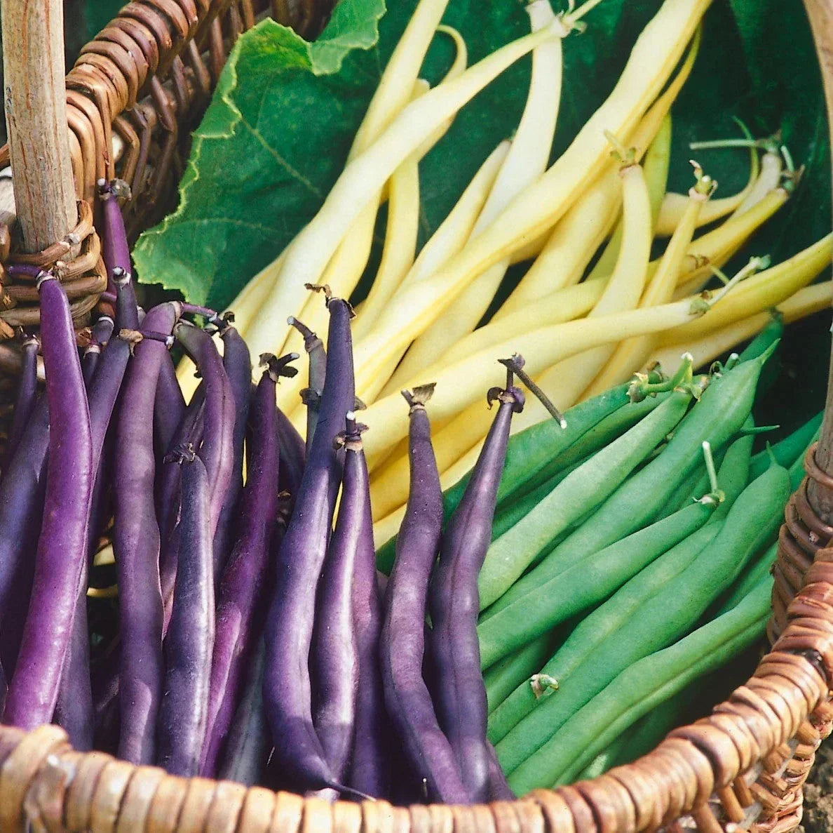 Mardi Gras Green Bean Seeds - 3 Color Mix, Phaseolus vulgaris, Bush Type, Annual Vegetable Seeds for Garden & Container Planting