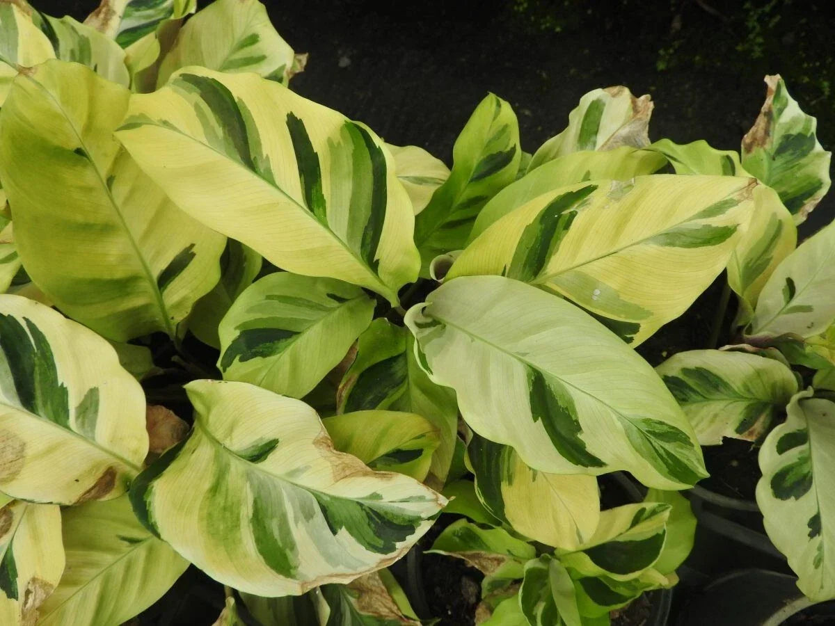 Thai Beauty Calathea Seeds - 25+ Pack for Indoor & Outdoor Gardening - Calathea ornata Foliage Plant