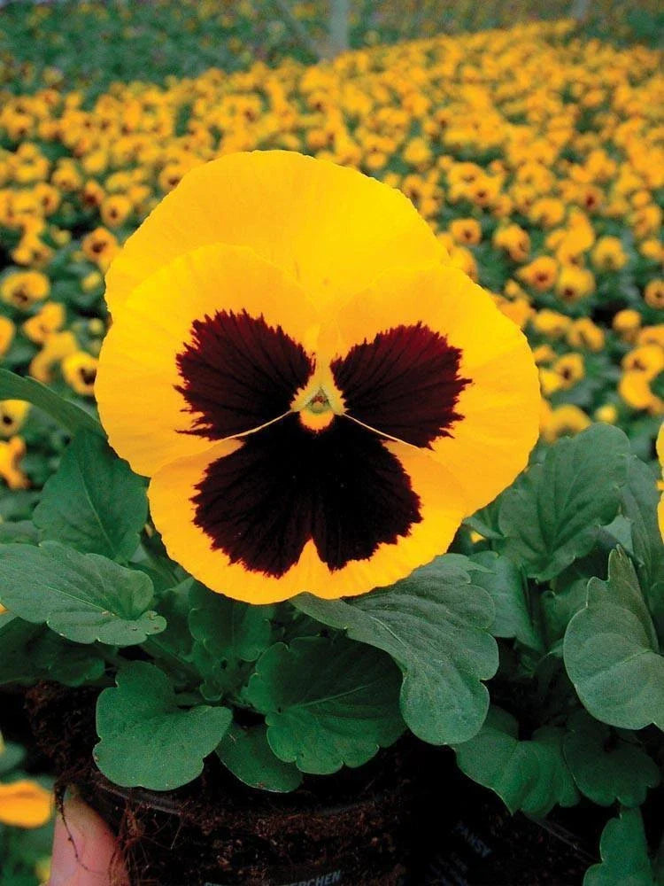 Pansy Seeds 50 Count Delta Premium Gold with Blotch Viola tricolor var. hortensis Garden Flowers