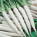 White Icicle Radish Seeds 200 Ct - Heirloom Non-GMO Vegetable Garden Seeds Raphanus sativus