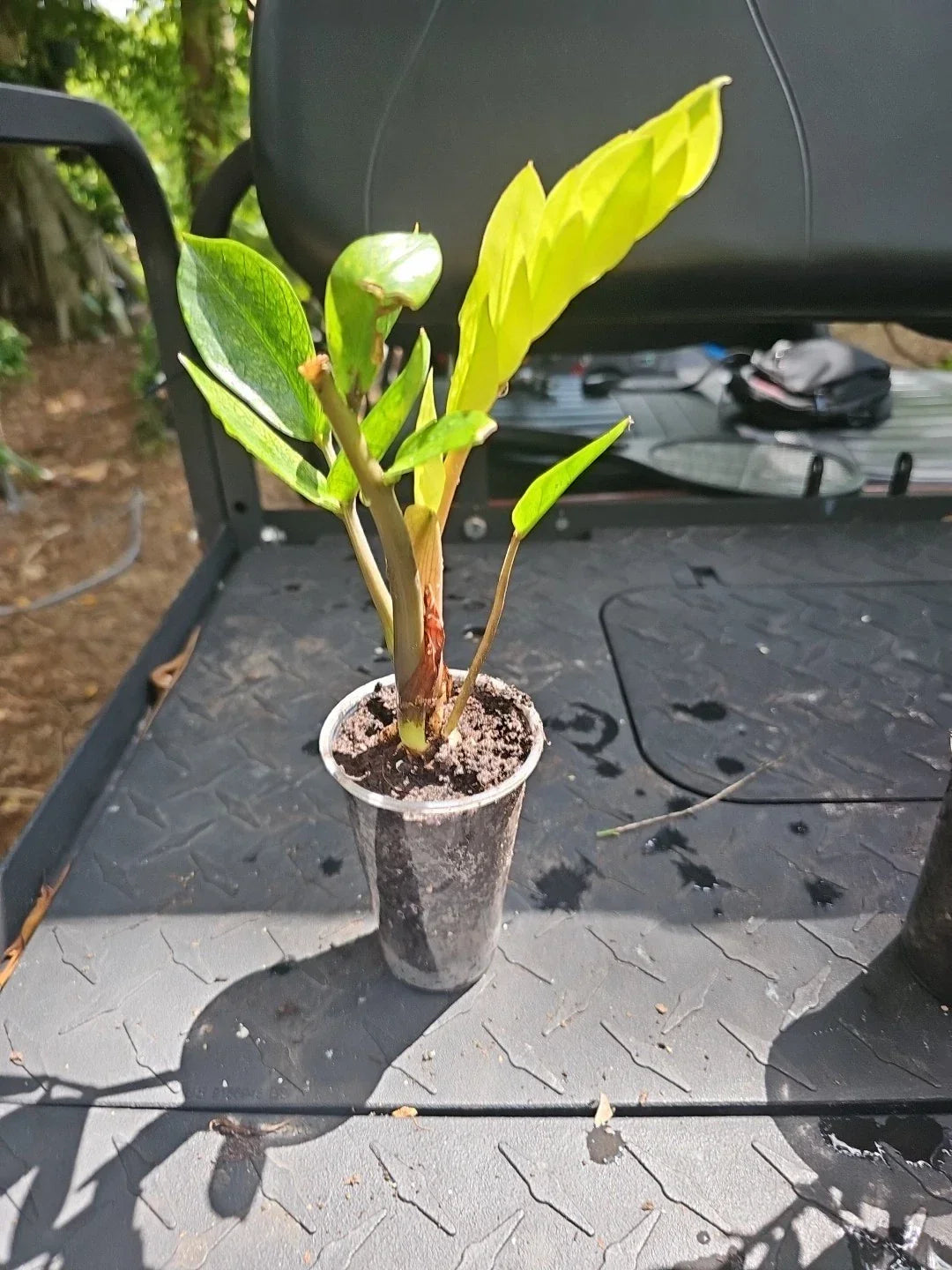 ZZ Plant Chameleon Variegated 3-Inch Pot - Zamioculcas Zamiifolia Indoor Houseplant