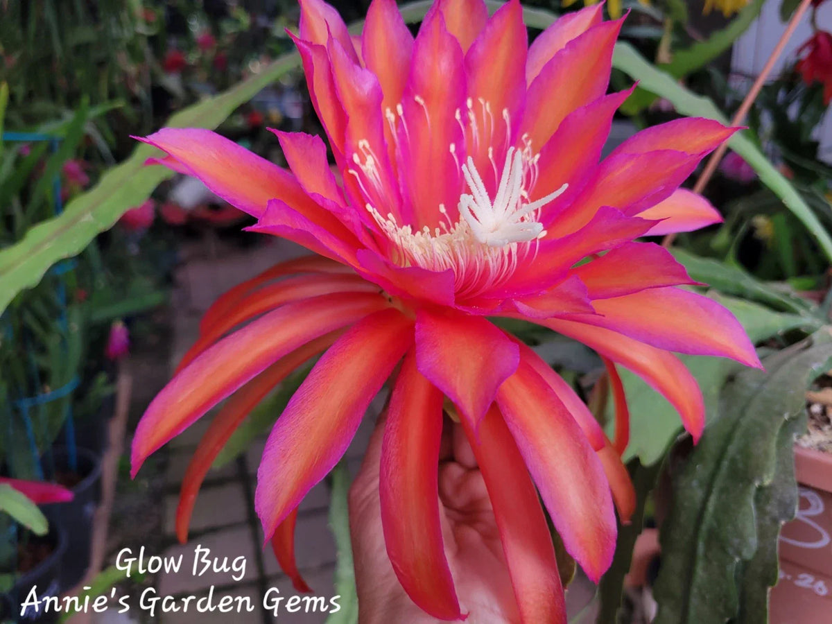 Unrooted Epiphyllum Glow Bug Cuttings 8-10 inches | Epicactus Tropical Succulent
