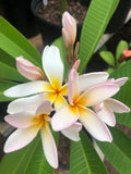 Rare Plumeria Cutting - Sariah's Curly Pink - 9-12" Fresh Propagation Plant - Tropical Garden Flower - Plumeria rubra