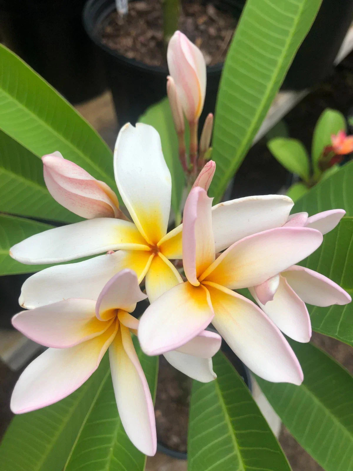 Rare Plumeria Cutting - Sariah's Curly Pink - 9-12" Fresh Propagation Plant - Tropical Garden Flower - Plumeria rubra