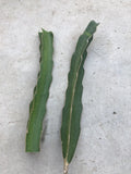 White Flesh Dragon Fruit Cuttings 10-12 inch Fresh Pitaya Succulent Cactus Hylocereus undatus