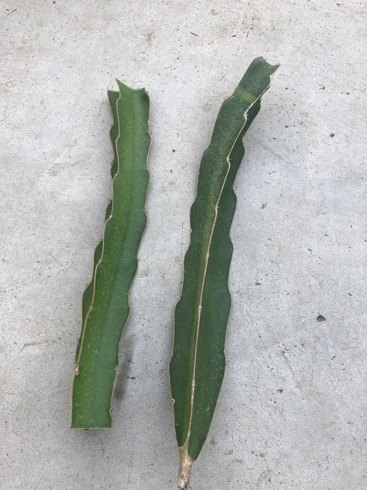 White Flesh Dragon Fruit Cuttings 10-12 inch Fresh Pitaya Succulent Cactus Hylocereus undatus