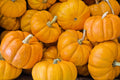 Jack Be Little Pumpkin Seeds - Miniature Cucurbita pepo for Small Gardens & Containers, Pack of 20 Seeds