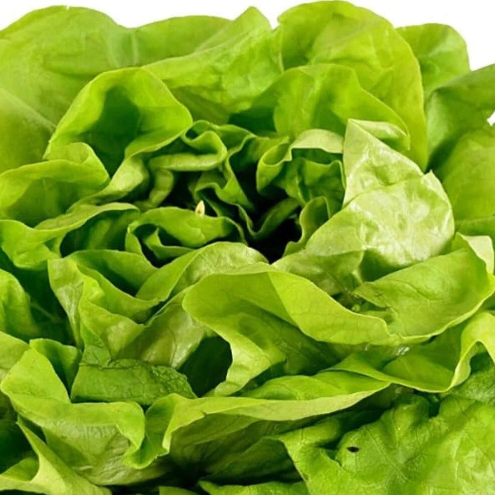 Butter Crunch Lettuce Seeds - Organic NON-GMO Heirloom Lactuca sativa Pack of 250+ for Home Garden