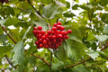 Highbush Cranberry Seeds - Viburnum trilobum - Native Shrub with Edible Berries, Fall Foliage, 30 Pack for Planting