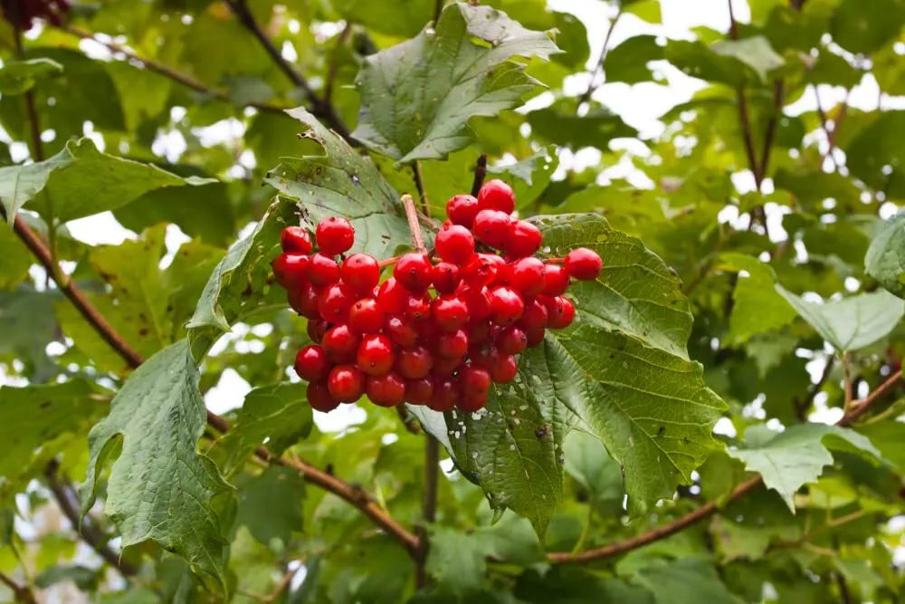 Highbush Cranberry Seeds - Viburnum trilobum - Native Shrub with Edible Berries, Fall Foliage, 30 Pack for Planting