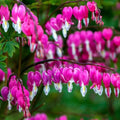 25 Bleeding Heart Seeds - Bright Pink Purple Flowers - Perennial Lamprocapnos spectabilis - Shade Garden Plant Seeds