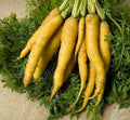 Solar Yellow Carrot Seeds – Non-GMO Vegetable Seeds for Home Gardens, Daucus carota, Bright Yellow Color, 300+ Seeds