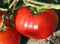 Non-GMO Tomato Seeds - Heirloom Beefsteak Variety for Home Gardening - Solanum lycopersicum