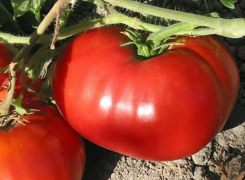Non-GMO Tomato Seeds - Heirloom Beefsteak Variety for Home Gardening - Solanum lycopersicum