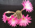Lobivia winteriana Cactus Plant | Live Succulent with Colorful Flowers | Potted Cacti for Indoor & Outdoor Gardens