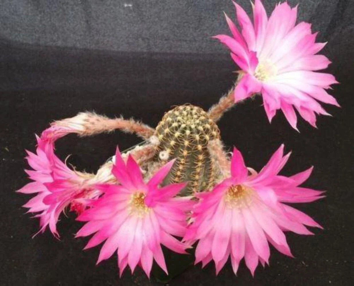 Lobivia winteriana Cactus Plant | Live Succulent with Colorful Flowers | Potted Cacti for Indoor & Outdoor Gardens