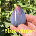 Ficus Black Mission Fig Tree Plant - Cold Hardy Garden Fig - Ficus carica