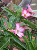Desert Rose Succulent Plant in 8-Inch Pot, Adenium obesum, Bright Flowers, Low Maintenance, Indoor or Outdoor Garden
