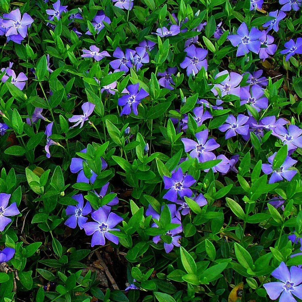 Vinca Minor Ground Cover Live Plants Set of 12, Periwinkle Blue Flowers, Spreading, Low Maintenance, Partial Sun to Full Shade