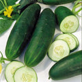 Straight Eight Cucumber Seeds – Non-GMO Heirloom Vegetable Seeds for Home Garden, Cucumis sativus, 60+ Pack